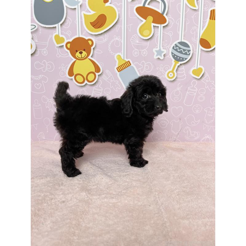 成約済の東京都のダップー:ミニチュアダックスフンド×トイプードル-422981の2枚目