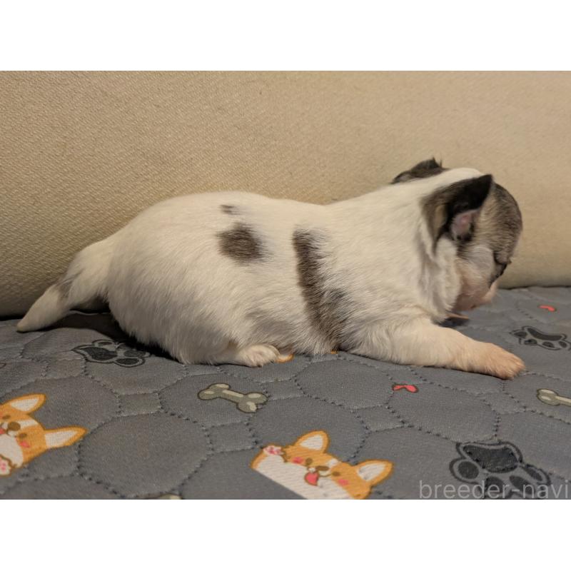 販売中の茨城県のチワワ(ロングコート)-428681の4枚目