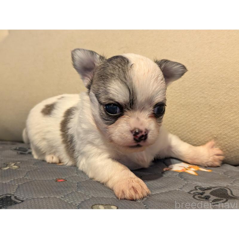 販売中の茨城県のチワワ(ロングコート)-428681の3枚目