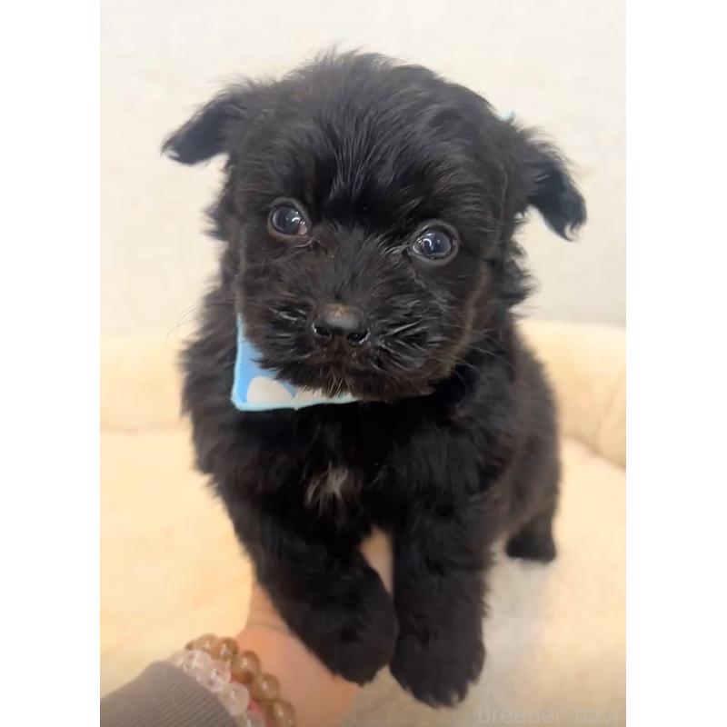 販売中の茨城県のミックス犬-428682の4枚目