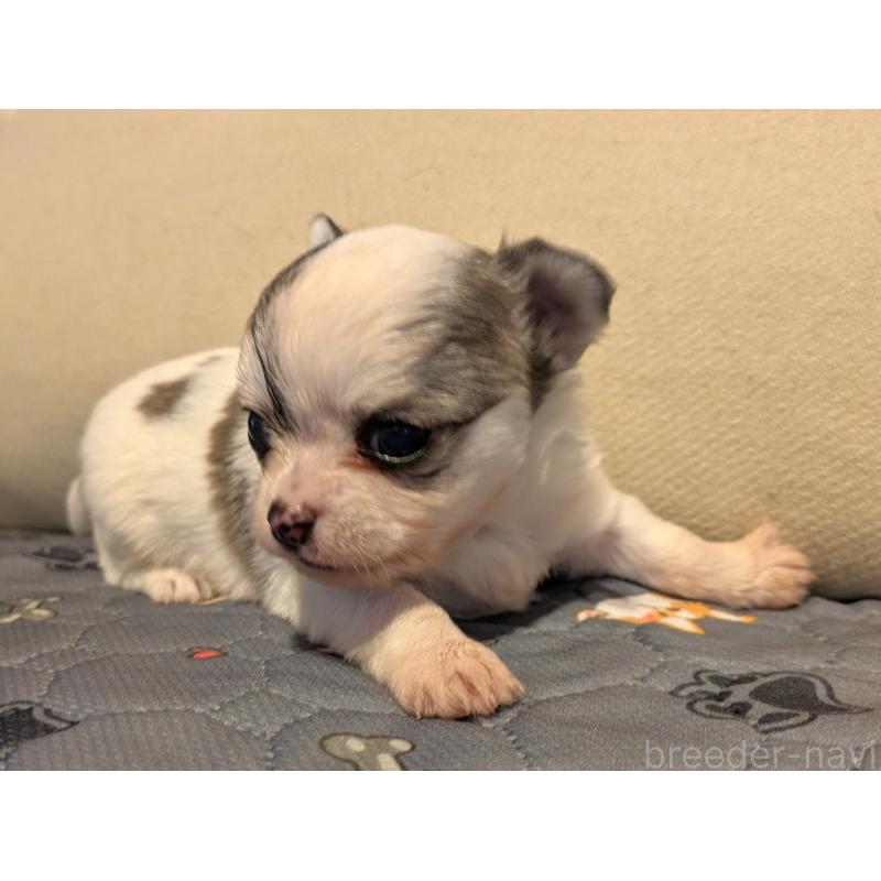 販売中の茨城県のチワワ(ロングコート)-428681の2枚目