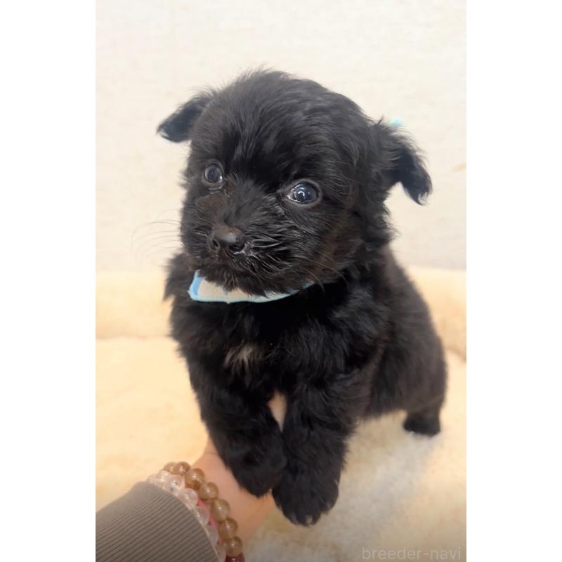 販売中の茨城県のミックス犬-428682の3枚目