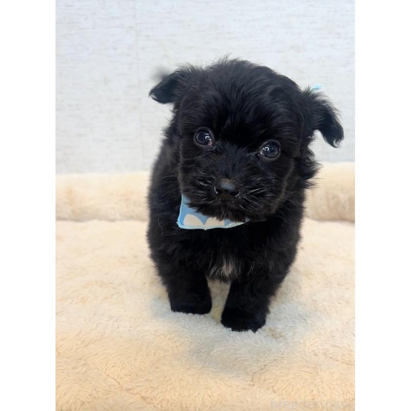 販売中の茨城県のミックス犬-428682の2枚目