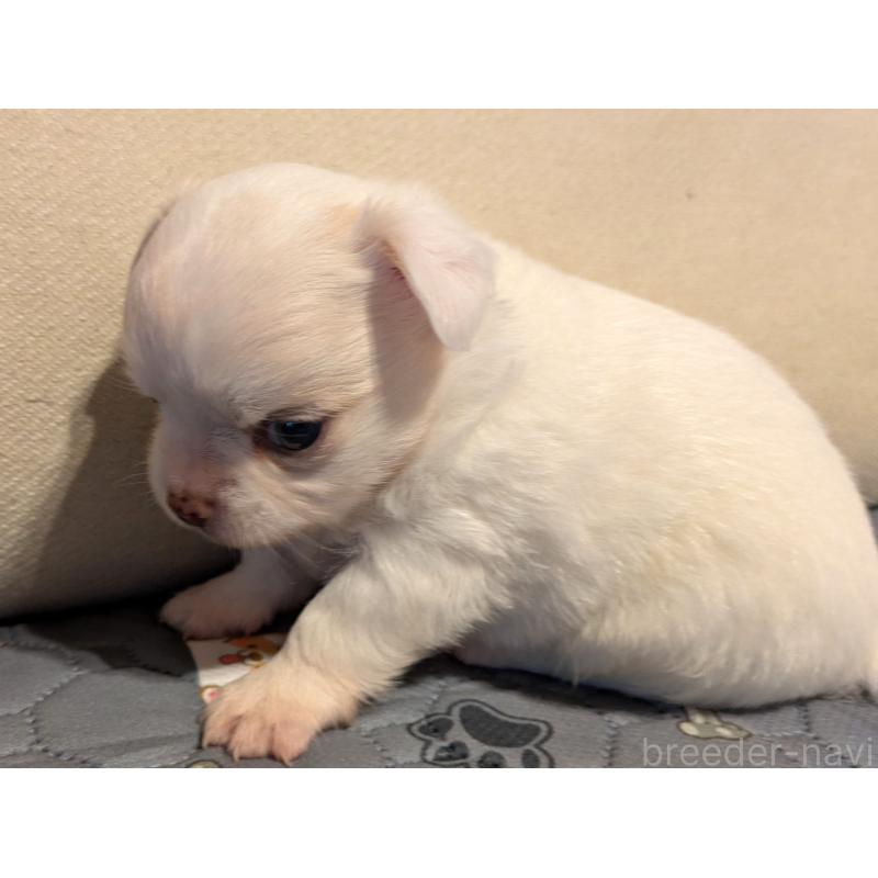 販売中の茨城県のチワワ(ロングコート)-428683の6枚目