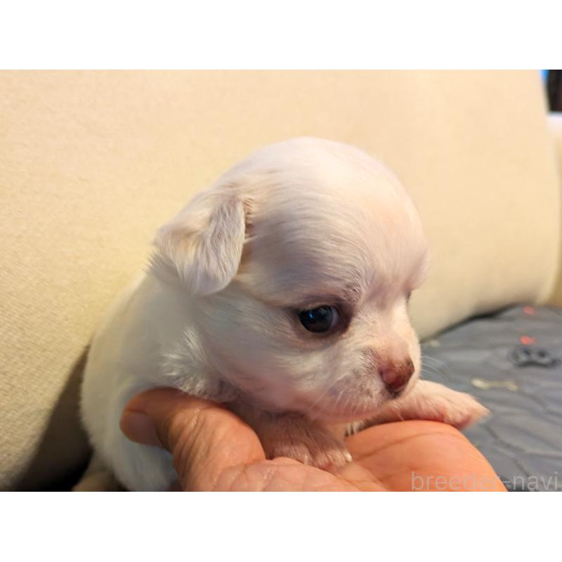 販売中の茨城県のチワワ(ロングコート)-428683の5枚目