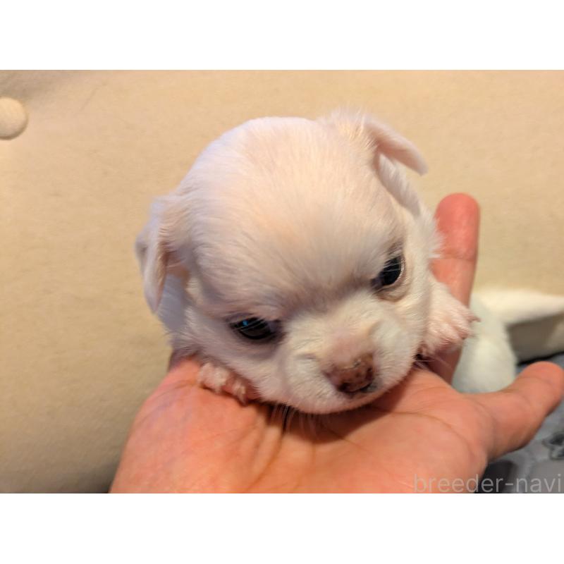 販売中の茨城県のチワワ(ロングコート)-428683の3枚目