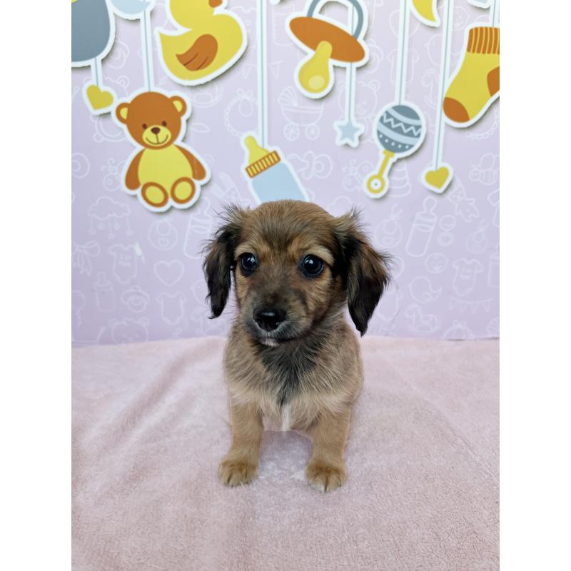 成約済の東京都のチワックス:チワワ×ミニチュアダックスフンド-421668の2枚目