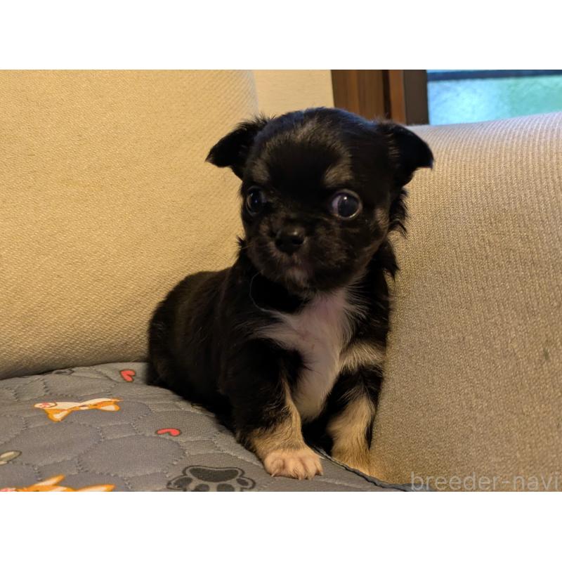 販売中の茨城県のチワワ(ロングコート)-428684の4枚目