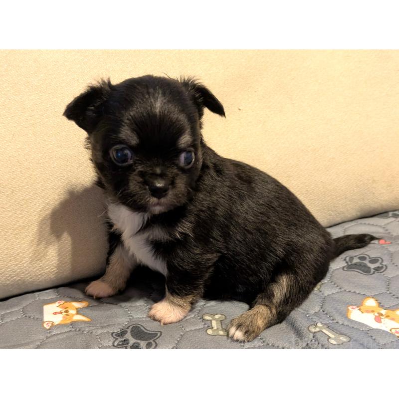 販売中の茨城県のチワワ(ロングコート)-428684の3枚目