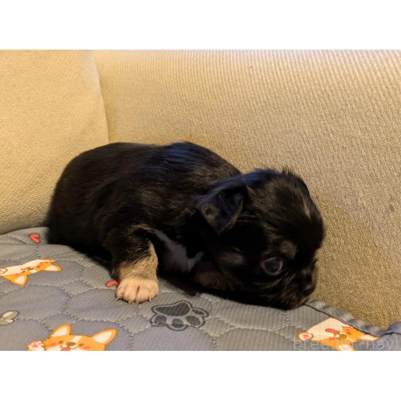 販売中の茨城県のチワワ(ロングコート)-428684の2枚目