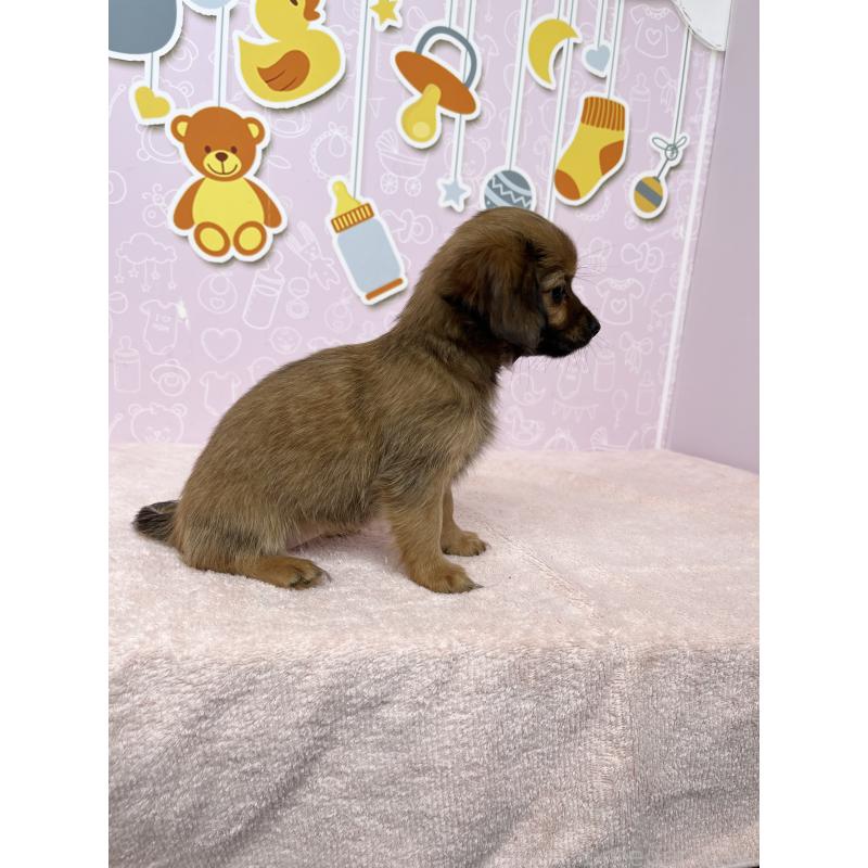 販売中の東京都のチワックス:チワワ×ミニチュアダックスフンド-421690の3枚目