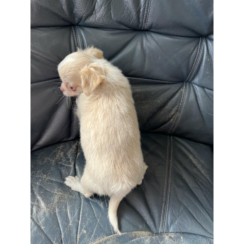 販売中の岡山県のチワワ(ロングコート)-428685の4枚目