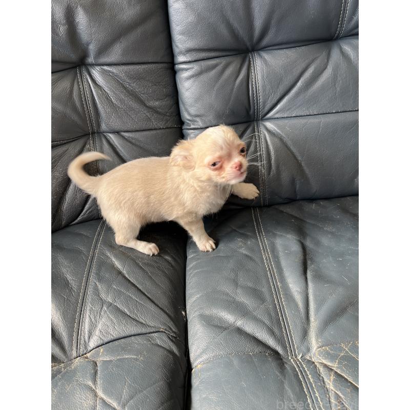 販売中の岡山県のチワワ(ロングコート)-428685の3枚目