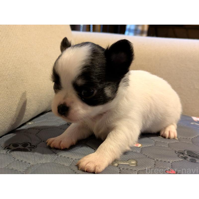 販売中の茨城県のチワワ(ロングコート)-428687の5枚目