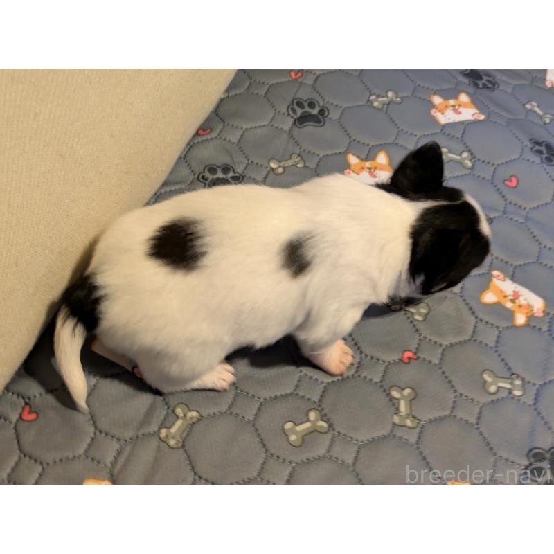 販売中の茨城県のチワワ(ロングコート)-428687の4枚目