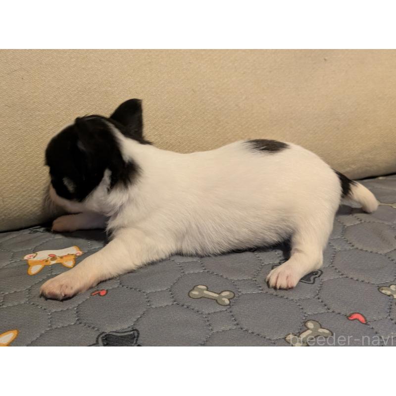 販売中の茨城県のチワワ(ロングコート)-428687の3枚目