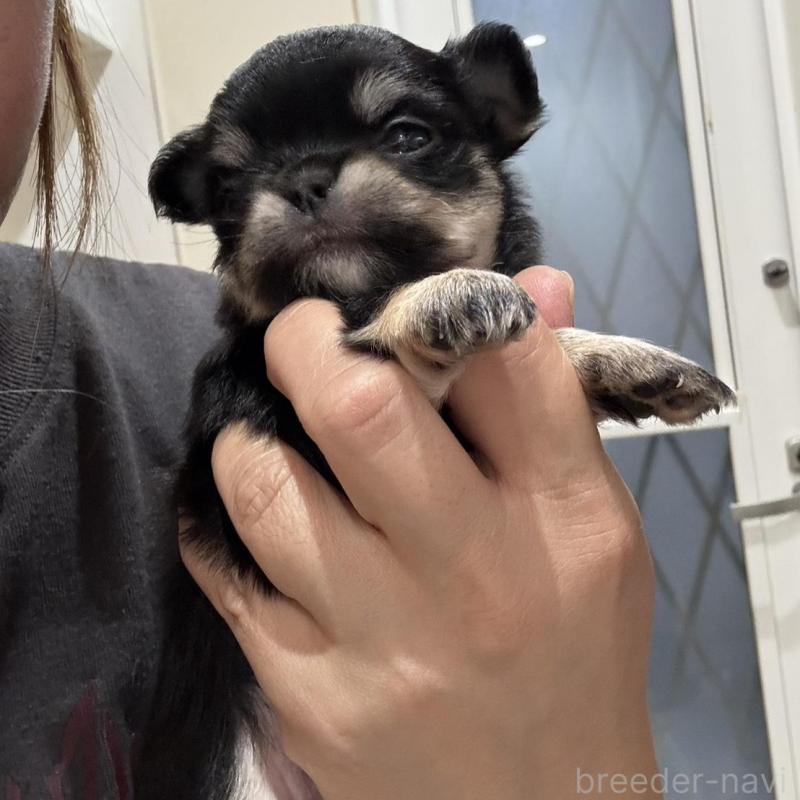 販売中の兵庫県のチワワ(ロングコート)-428686の6枚目