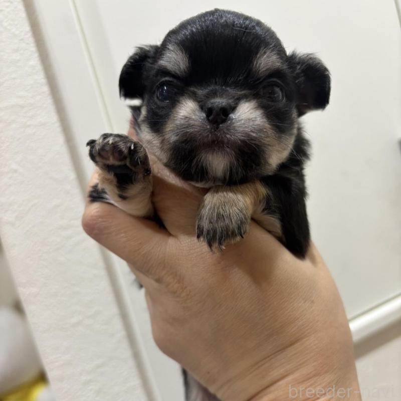 販売中の兵庫県のチワワ(ロングコート)-428686の5枚目