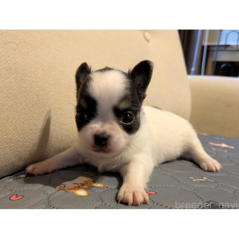 販売中の茨城県のチワワ(ロングコート)-428687の2枚目