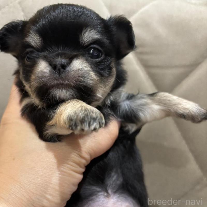 販売中の兵庫県のチワワ(ロングコート)-428686の1枚目