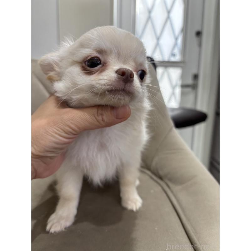 販売中の兵庫県のチワワ(ロングコート)-428689の17枚目