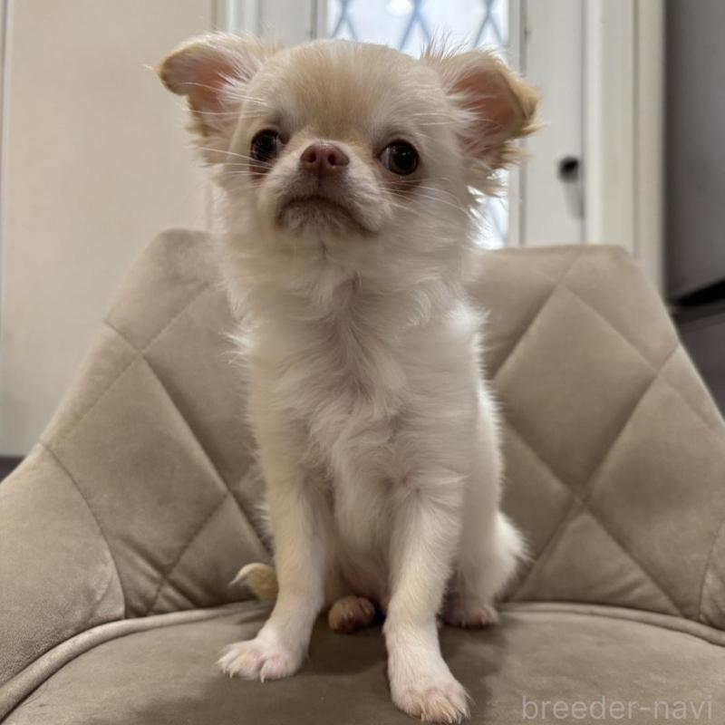 販売中の兵庫県のチワワ(ロングコート)-428689の16枚目