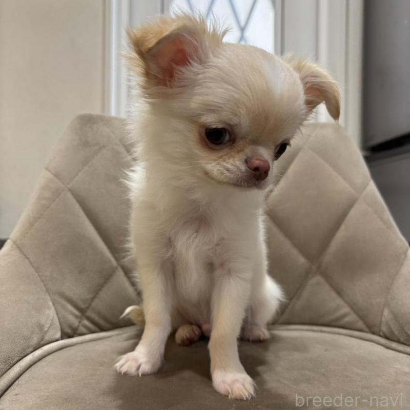 販売中の兵庫県のチワワ(ロングコート)-428689の15枚目