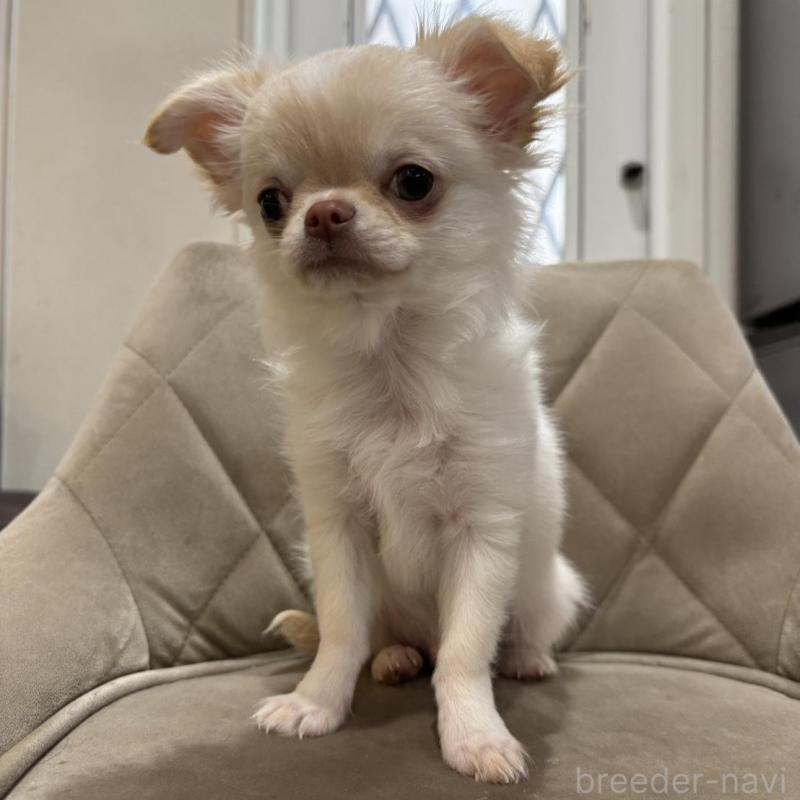 販売中の兵庫県のチワワ(ロングコート)-428689の14枚目