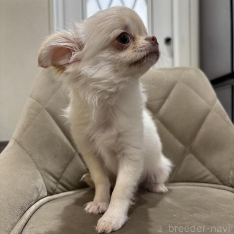 販売中の兵庫県のチワワ(ロングコート)-428689の13枚目