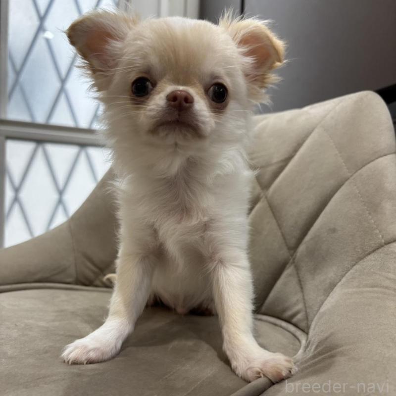 販売中の兵庫県のチワワ(ロングコート)-428689の12枚目