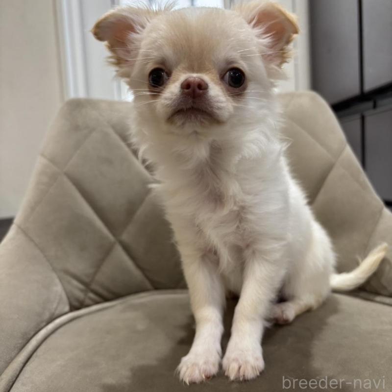 販売中の兵庫県のチワワ(ロングコート)-428689の11枚目