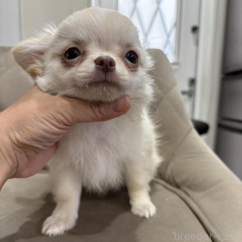 販売中の兵庫県のチワワ(ロングコート)-428689の10枚目