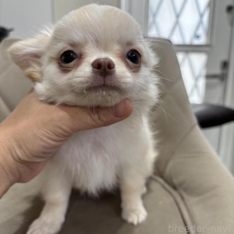 販売中の兵庫県のチワワ(ロングコート)-428689の9枚目