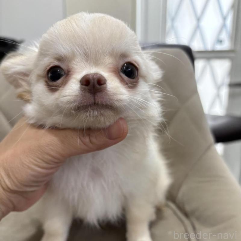 販売中の兵庫県のチワワ(ロングコート)-428689