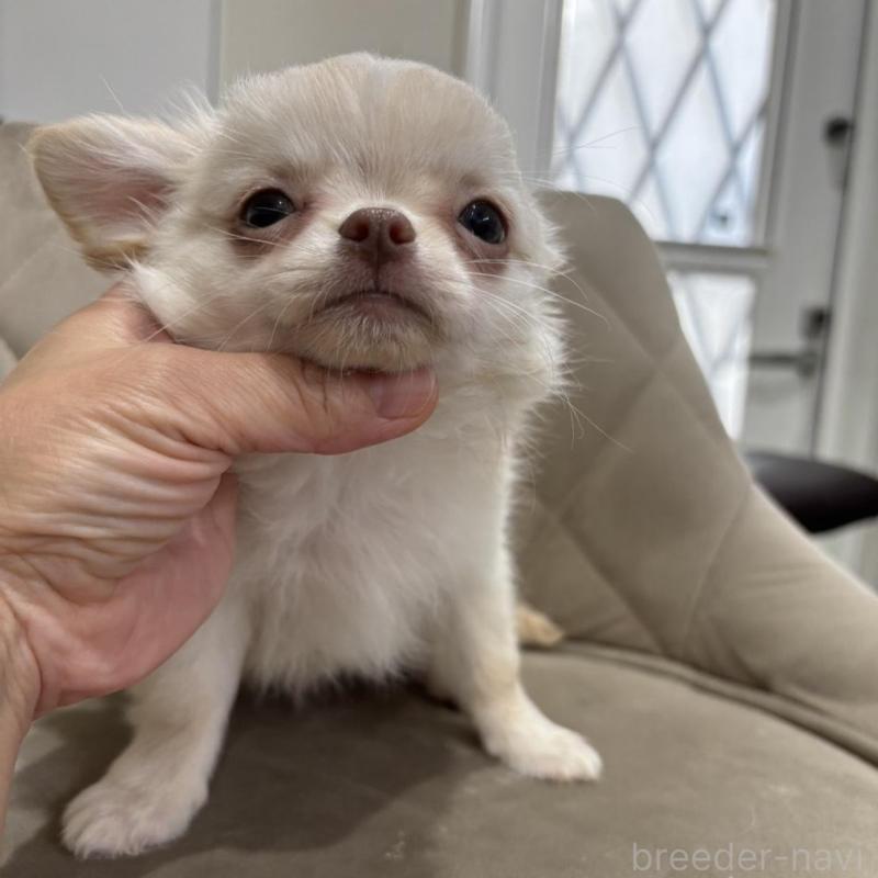 販売中の兵庫県のチワワ(ロングコート)-428689の8枚目