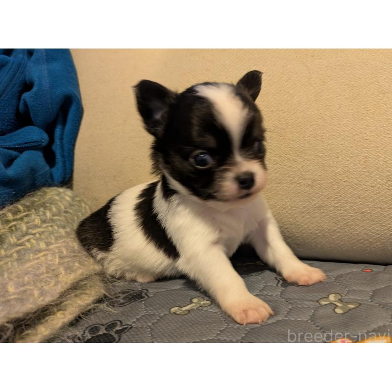 販売中の茨城県のチワワ(ロングコート)-428688の5枚目