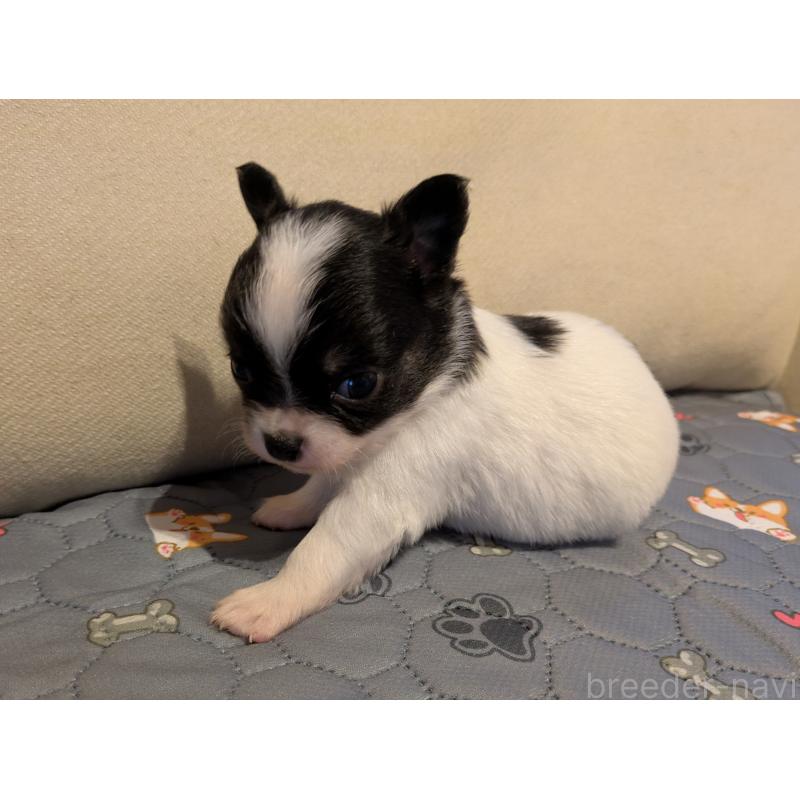 販売中の茨城県のチワワ(ロングコート)-428688の4枚目