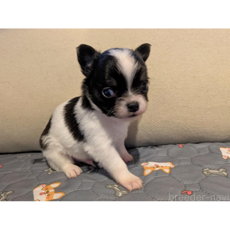 販売中の茨城県のチワワ(ロングコート)-428688の3枚目