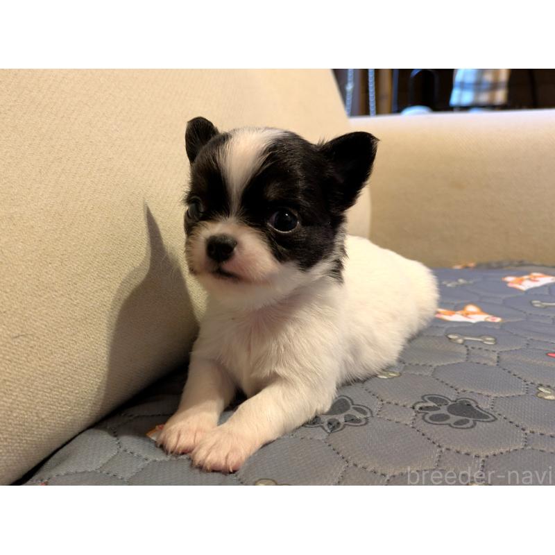 販売中の茨城県のチワワ(ロングコート)-428688の2枚目