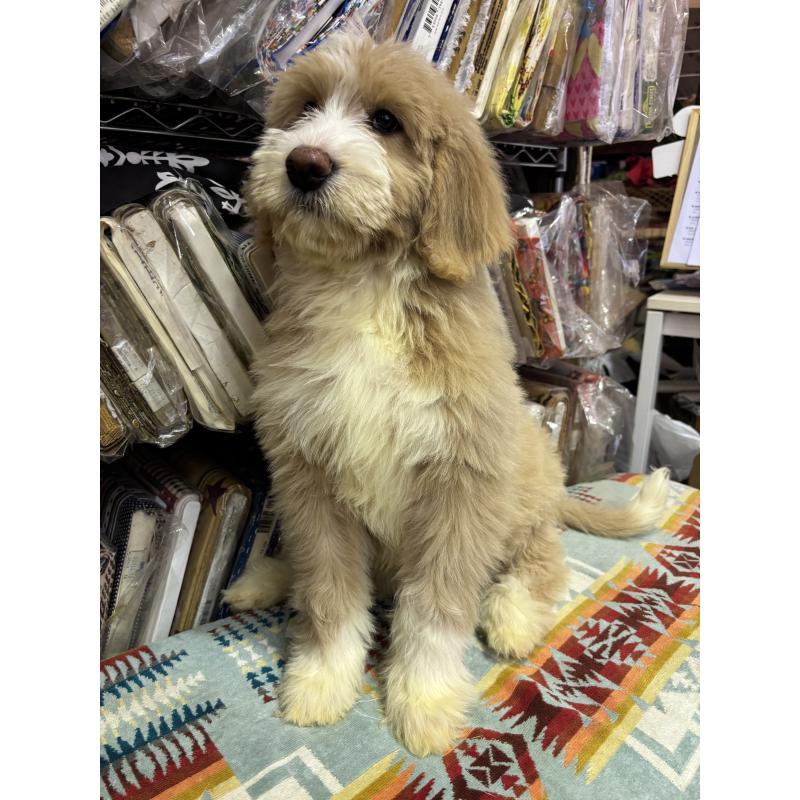 販売中の茨城県のバーニードゥードル:バーニーズ×スタンダードプードル-428911の1枚目