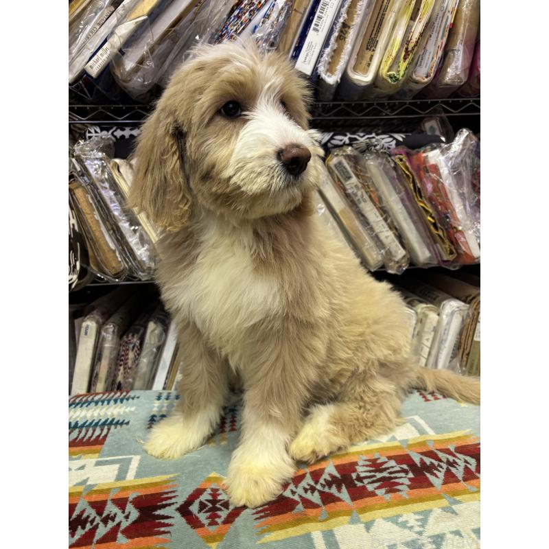 販売中の茨城県のバーニードゥードル:バーニーズ×スタンダードプードル-428911の4枚目