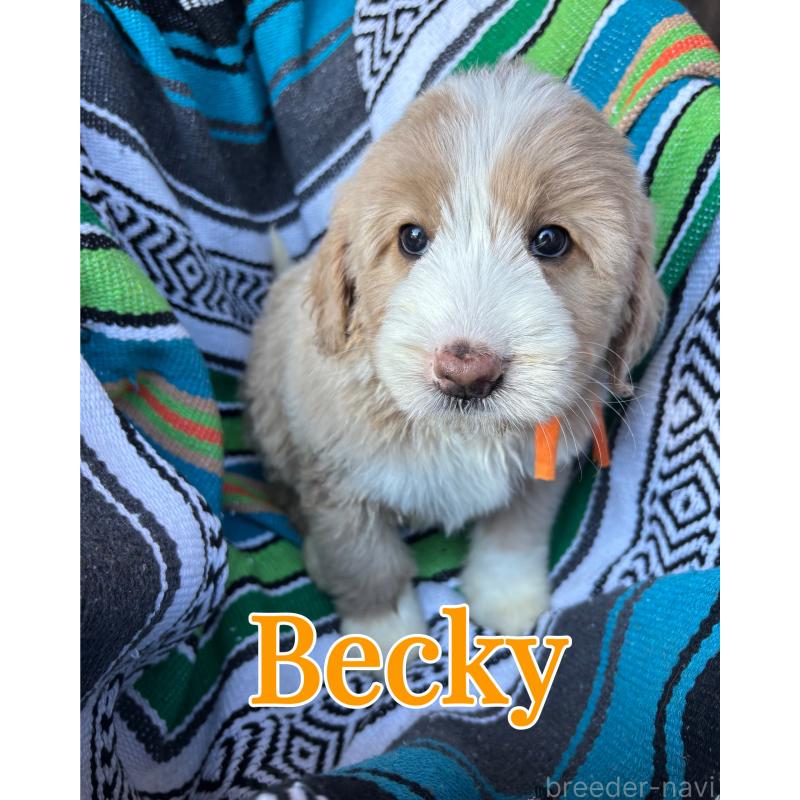 販売中の茨城県のバーニードゥードル:バーニーズ×スタンダードプードル-428911の3枚目