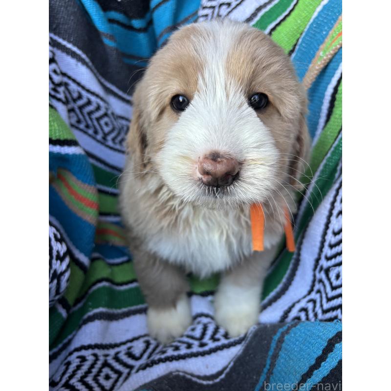 販売中の茨城県のバーニードゥードル:バーニーズ×スタンダードプードル-428911の2枚目