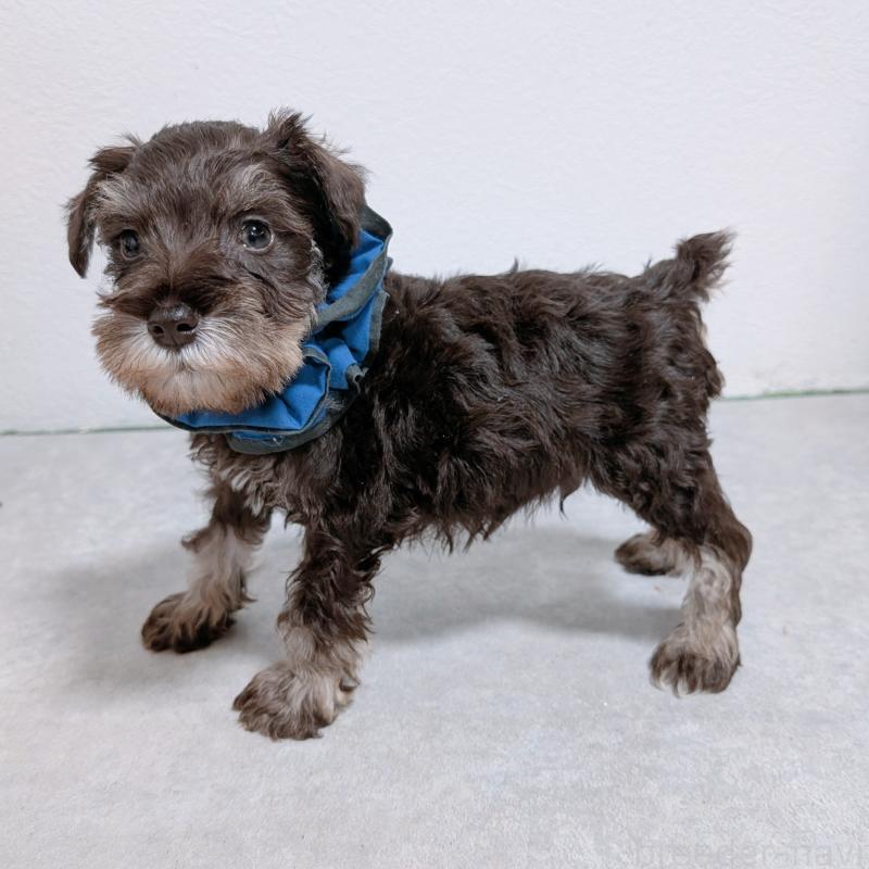 販売中の長崎県のミニチュアシュナウザー-428912の5枚目