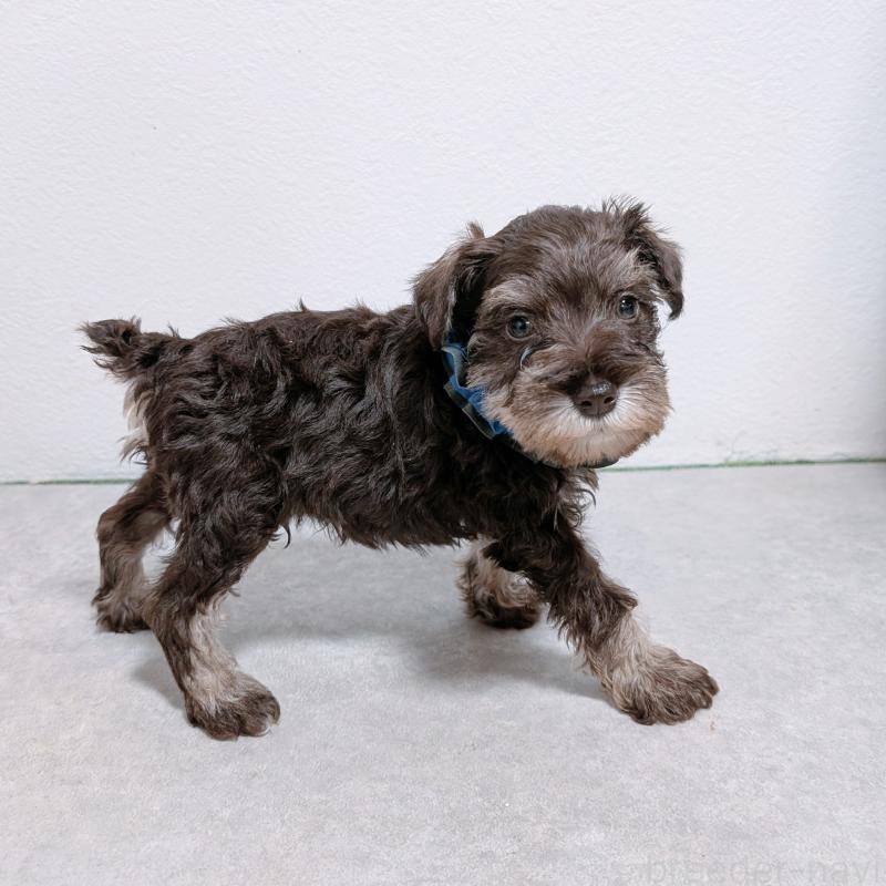 販売中の長崎県のミニチュアシュナウザー-428912の4枚目