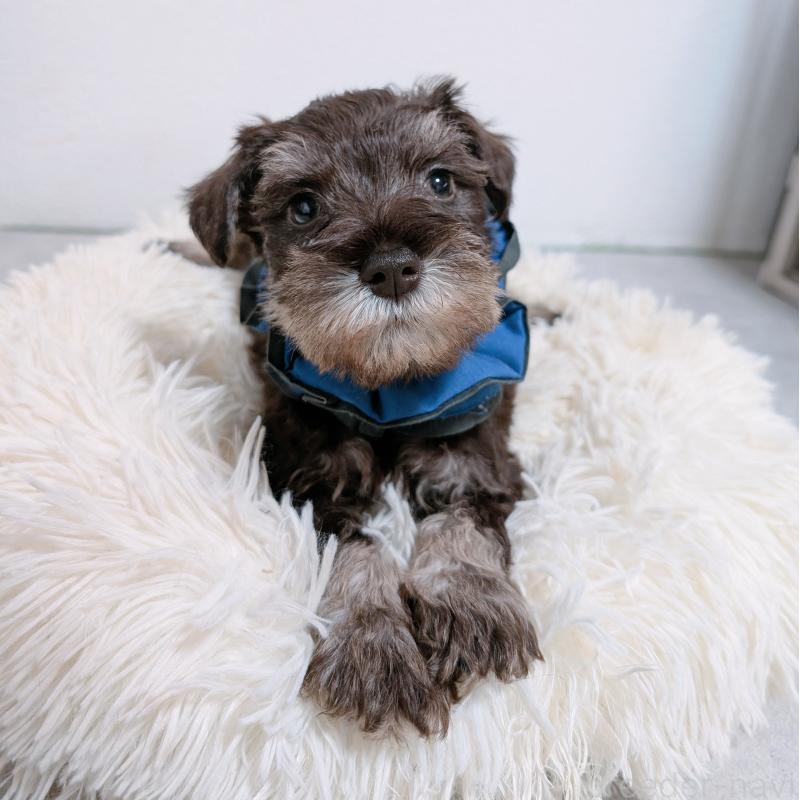 販売中の長崎県のミニチュアシュナウザー-428912の3枚目