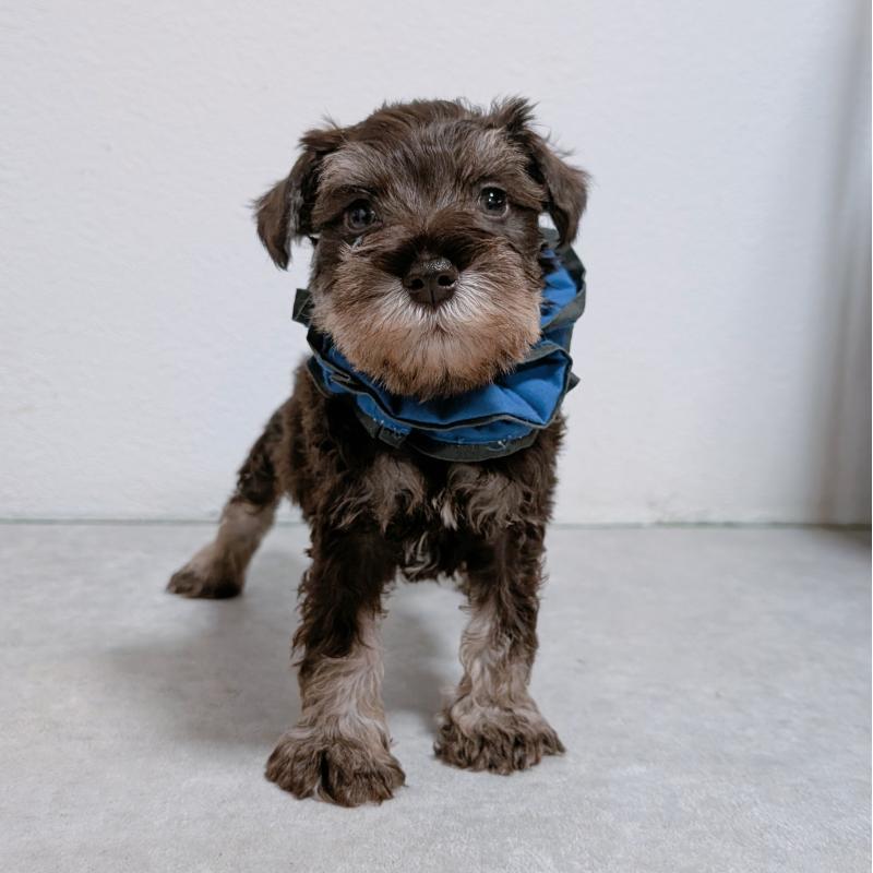 販売中の長崎県のミニチュアシュナウザー-428912の2枚目