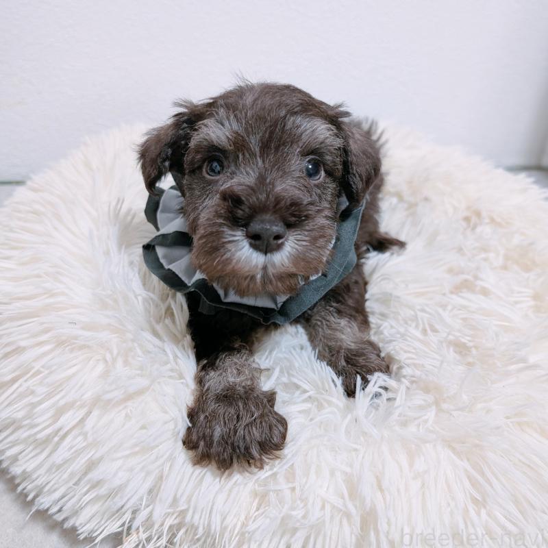 販売中の長崎県のミニチュアシュナウザー-428913の7枚目