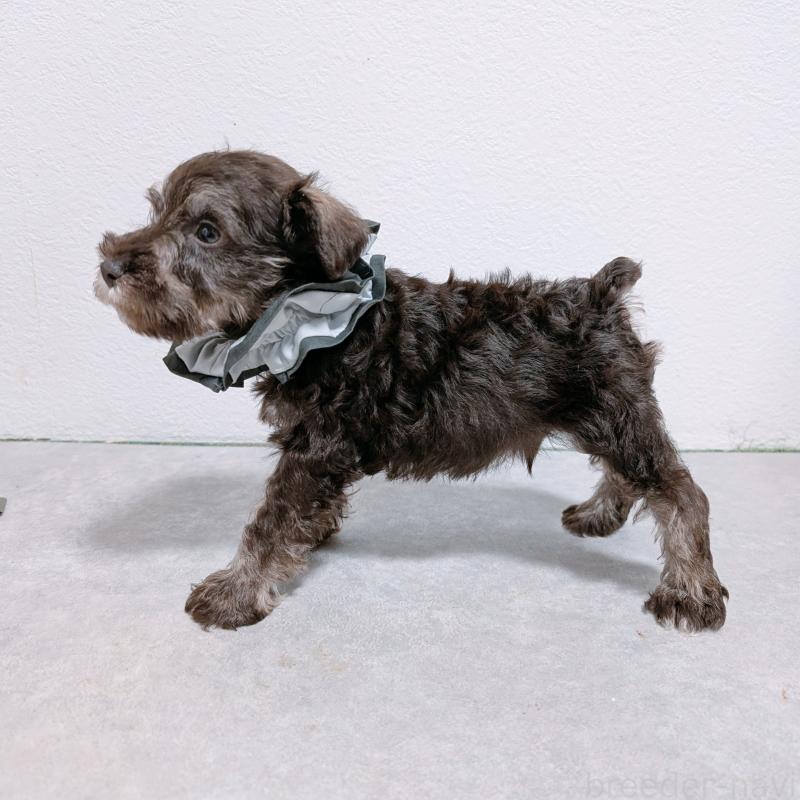 販売中の長崎県のミニチュアシュナウザー-428913の6枚目