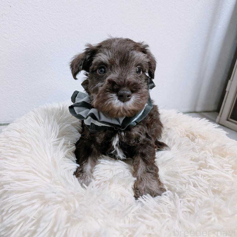 販売中の長崎県のミニチュアシュナウザー-428913の4枚目